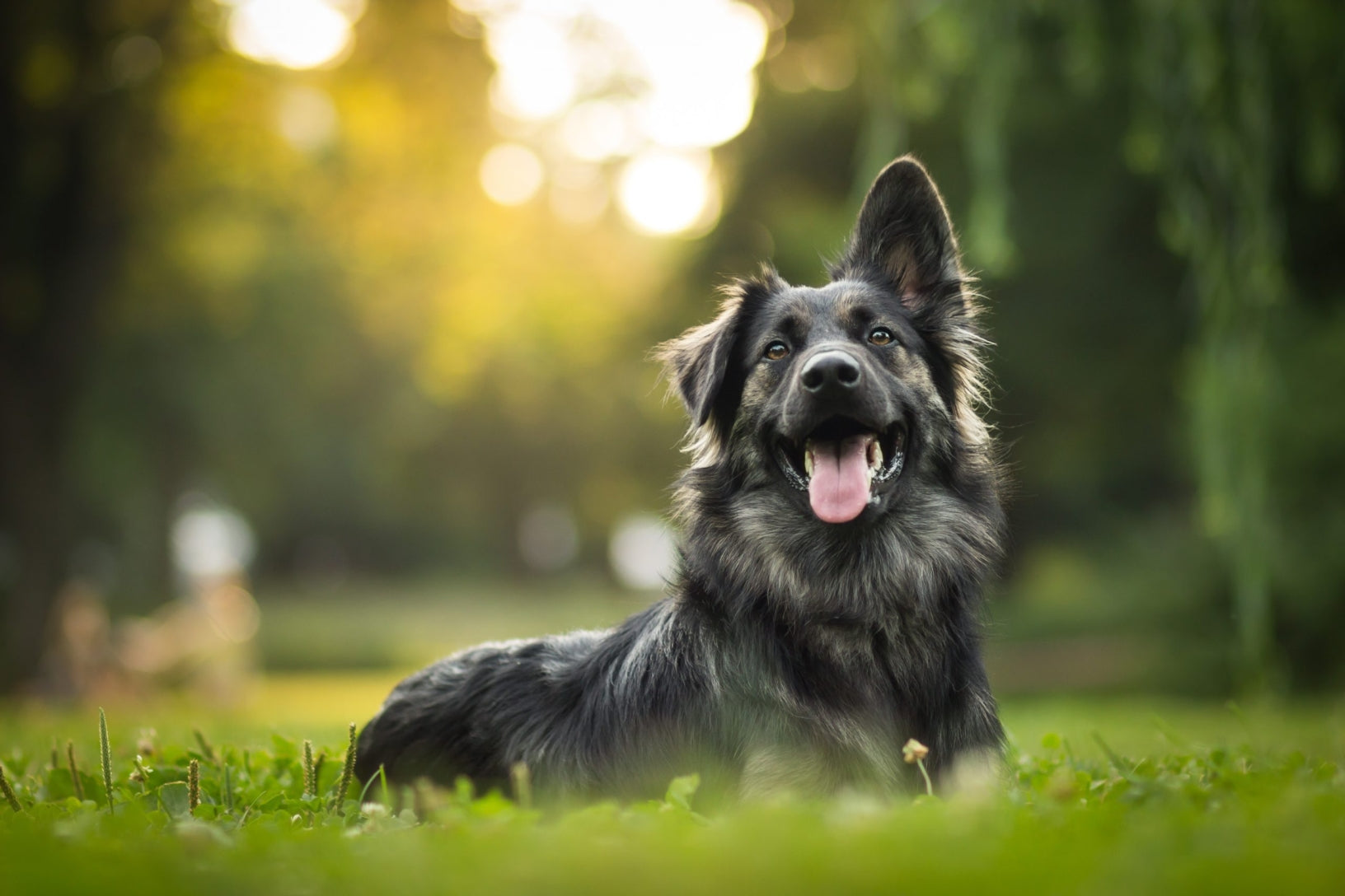 Honden